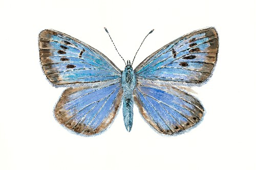 Image shows a painting of the Large Blue butterfly